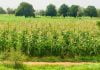 Communication dans la promotion des bonnes pratiques culturales et agronomiques du maïs au Burkina Faso : cas des producteurs de la province du Boulkiemdé